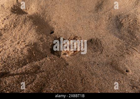 Conus Textile sul fondo del Mar Rosso, Eilat Israele Foto Stock