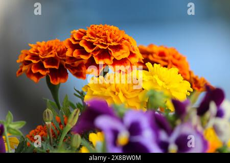 Fiori colorati in giardino Foto Stock