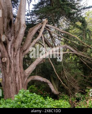 Rastrellati rami su un gigante albero di Monterey Cipro in un giardino del Devon. La forte crescita delle estremità dei rami li rende delicati e facili da rompere. Foto Stock