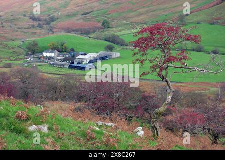 Dry Howe Farm nella Banniisdale Valley vicino a Kendal nel Lake District National Park, Cumbria, Inghilterra, Regno Unito. Foto Stock