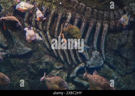 Un gruppo di piranha dalla pancia rossa, conosciuti anche come piranha rossi, davanti a una roccia. Piranha in fondo all'oceano, fiume Foto Stock