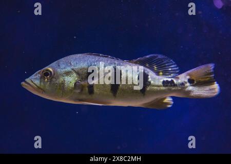 Discus, colorati cichlidi in acquario, pesci di acqua dolce che vive nel bacino dell'Amazzonia. Pesci colorati e luminosi nell'acquario. Una varietà di marine f Foto Stock