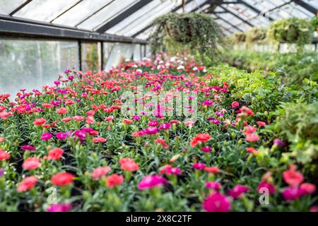 Interno della serra con dianthus in fiore, messa a fuoco morbida. Fiori preparati per la vendita in serra. Foto Stock