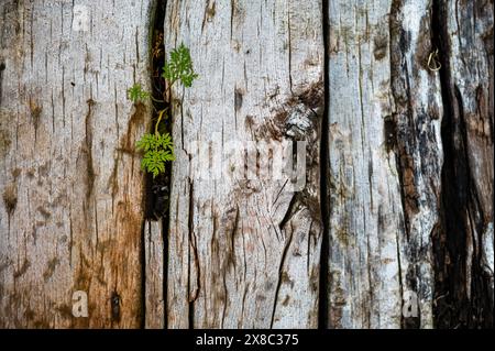 la struttura in legno con vegetazione che cresce nelle crepe, marcisce a causa del tempo e del tempo, è stata utilizzata per costruire ferrovie Foto Stock
