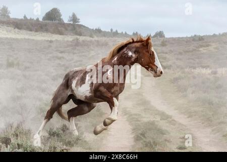 I cavalli selvaggi di Steens Mountain possono spaziare da pinto a pelle di cavallo, rana, baia, palomino, grigio marrone e nero. Foto Stock