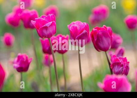 Splendidi tulipani rosa fioriscono nel giardino primaverile. Messa a fuoco selettiva Foto Stock