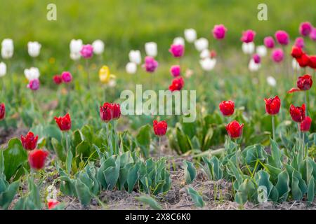 Bellissimi tulipani rossi, bianchi e rosa in un campo fiorito in primavera. Messa a fuoco selettiva Foto Stock
