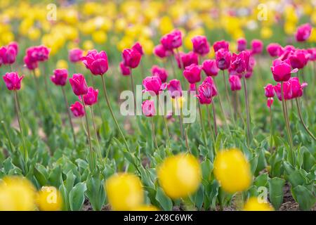 Splendidi tulipani rosa e gialli fioriscono in un campo fiorito in primavera. Messa a fuoco selettiva Foto Stock