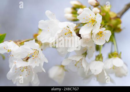 La fioritura dei ciliegi è arrivata a Drumnadrochit, suggerendo che potrebbe presto arrivare un po' più primaverile come il tempo. Foto Stock