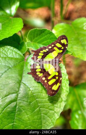 Malachite Butterfly (Latin-Siproeta stelenes), Green Hills Butterfly Ranch, a est di San Ignacio, Belize Foto Stock