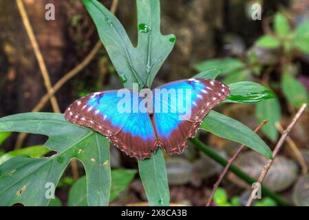 Blue Morpho Butterfly (Morpho peleides), verdi colline Butterfly Ranch, a est di San Ignacio, Belize Foto Stock