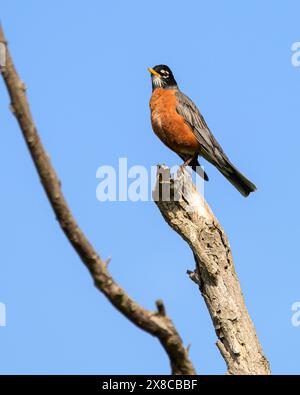 Robin in cima a un tronco di albero morto Foto Stock