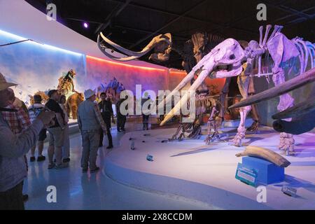 Persone che guardano fossili e scheletri di mammut e Mastodon, all'interno del Museo del deserto, Saltillo, Messico Foto Stock