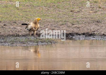 Avvoltoio egiziano che beve acqua in India Foto Stock