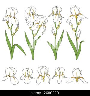 Serie di illustrazioni a colori con fiori di Iris bianchi. Oggetti vettoriali isolati su sfondo bianco. Illustrazione Vettoriale