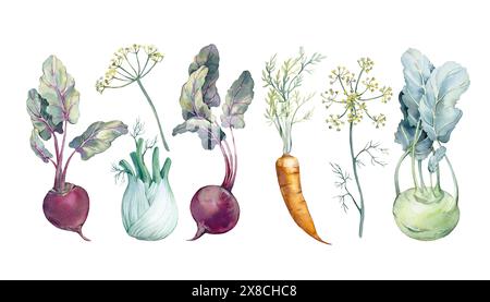 Set di verdure a radice di acquerello. Illustrazioni disegnate a mano di kohlrabi, barbabietole, finocchio e carote Foto Stock