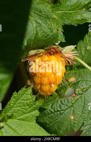 Primo piano verticale naturale su una bacca d'arancia del Salmonberry nordamericano, Rubus spectabilis Foto Stock