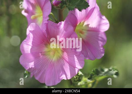 Fiore di hollyhock rosa fiorito nella natura. Primo piano. Foto Stock