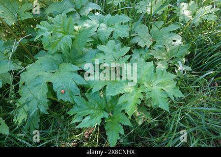 Primo piano naturale sulle grandi foglie verdi del North-American Common Cowparsnip, Heracleum Maximum, nel nord della California Foto Stock