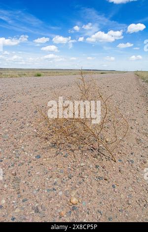 Tumbleweed attraversa la strada sterrata attraverso la prateria aperta a Pawnee National Grassland Foto Stock