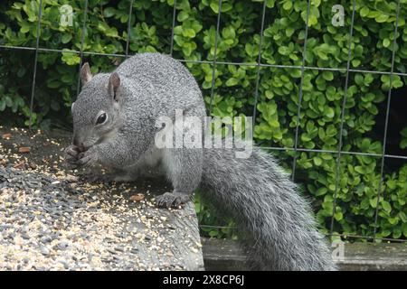 Primo piano dettagliato su uno scoiattolo grigio occidentale carino e soffice, Sciurus griseus, alla ricerca di cibo presso l'alimento per uccelli del giardino, Coquille, Oregon Foto Stock