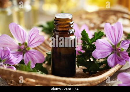 Una bottiglia marrone di olio essenziale di malva con una pianta fresca di malva sylvestris in fiore Foto Stock