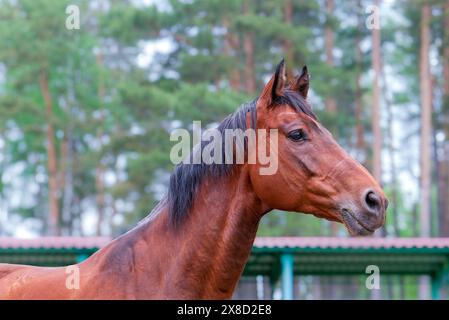 rough horse closeup portrait brown Foto Stock