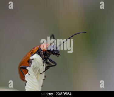 Un sorprendente primo piano di uno scarabeo rosso che esplora le intricate pieghe di un fiore giallo, catturando la vivace interazione di colori e texture nella na Foto Stock