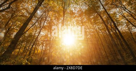 Il sole splende luminoso attraverso i lussureggianti alberi verdi in una fitta foresta, creando un ipnotico schema di luce e ombre sul pavimento della foresta. Foto Stock