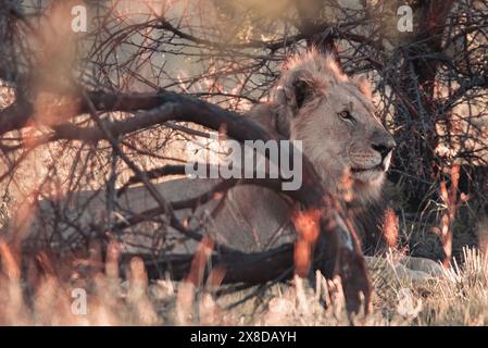 Un leone africano, Panthera Leo, nel Parco Nazionale di Pilanesberg in Sud Africa Foto Stock