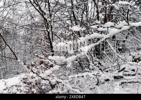 Rami e boccioli di faggio (Fagus sylvatica) ricoperti di neve Foto Stock