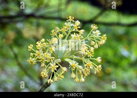 Fiori dell'albero di sassafras (Sassafras albidum), una specie originaria del Nord America orientale Foto Stock