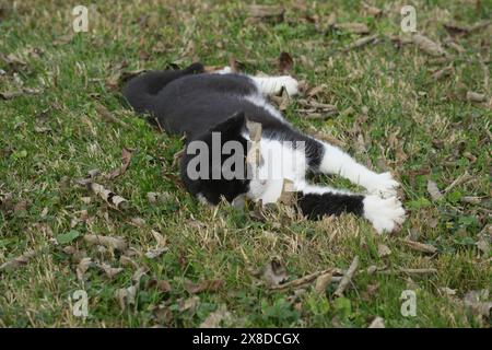 Gatto nel parco Foto Stock