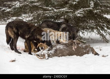Lupi grigi (Canis lupus) Guarda in su sopra carcassa di cervo di coda bianca Inverno - animali prigionieri Foto Stock