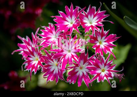 Phlox - Popstars Rose with Eye - (Phlox drummondii) - Asheville, North Carolina, Stati Uniti Foto Stock