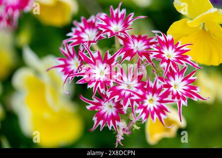 Phlox - Popstars Rose with Eye - (Phlox drummondii) - Asheville, North Carolina, Stati Uniti Foto Stock