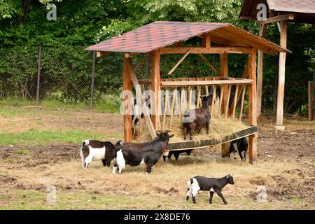 Capra pigmea africana o capra nana del Camerun Capra aegagrus hircus in habitat in cattività recintato nello zoo di Sofia, Sofia Bulgaria, Europa orientale, Balcani, UE Foto Stock