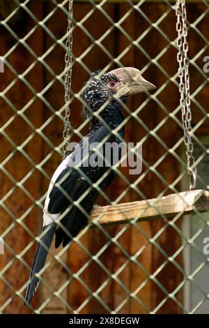 Carpino dalle guance argentate, i Bycanistes brevis nella sua gabbia in cattività nello zoo di Sofia, Sofia Bulgaria, Europa orientale, Balcani, UE Foto Stock