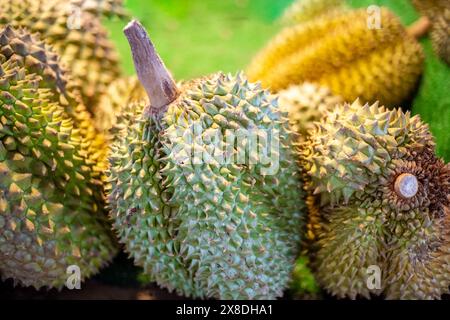 Grandi frutti di durian spinosi, primo piano. Mercato tailandese della frutta. Foto Stock