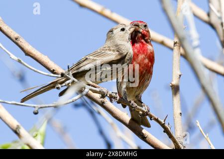 Maschio House Finch che dà da mangiare a una donna Foto Stock