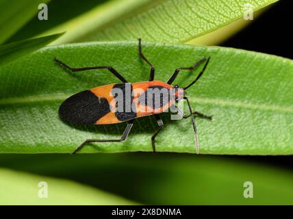 Insetto di grandi dimensioni (Oncopeltus fasciatus) sulle piante infestanti naturali degli oleandri, Springtime. Foto Stock