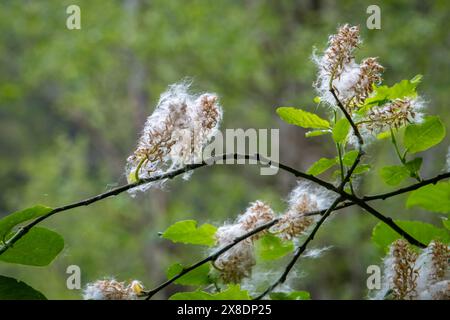 Piante e fiori meravigliosi nel Rheinschlucht vicino a Flims nel Canton Grison Foto Stock