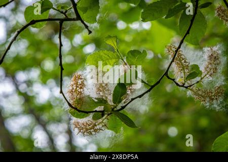 Piante e fiori meravigliosi nel Rheinschlucht vicino a Flims nel Canton Grison Foto Stock