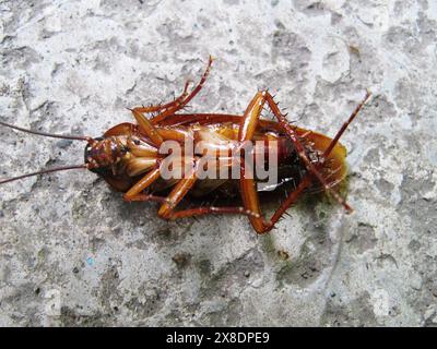 Gli scarafaggi di Brown si trovano sul pavimento di cemento Foto Stock