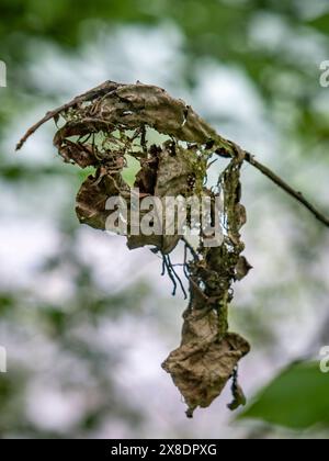 Piante e fiori meravigliosi nel Rheinschlucht vicino a Flims nel Canton Grison Foto Stock