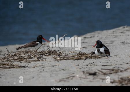 Coppia di nidificatori American Oystercatcher con polli che nidificano sulla spiaggia del Cape May Point State Park. Foto Stock