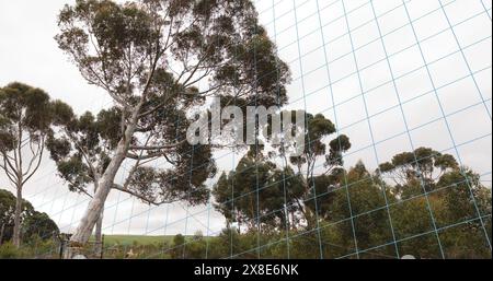 Grandi alberi di eucalipto in piedi dietro sfondo blu, sotto il cielo nuvoloso Foto Stock