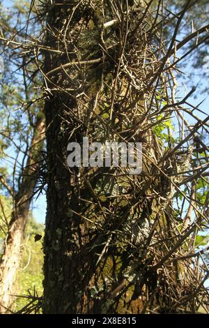 Spine di un albero di Honey Locust Foto Stock