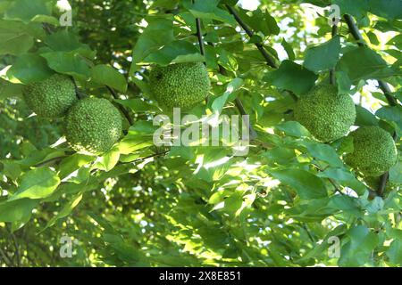 Maclura pomifera (arancio di Osage) albero con frutti in Virginia, U.S.A. Foto Stock