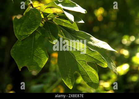 Foglie di un albero di Sassafras in Virginia, Stati Uniti Foto Stock